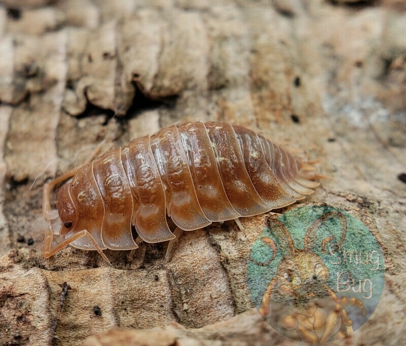 Other Isopods