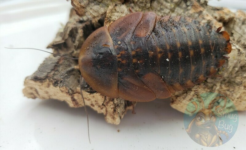 Roaches