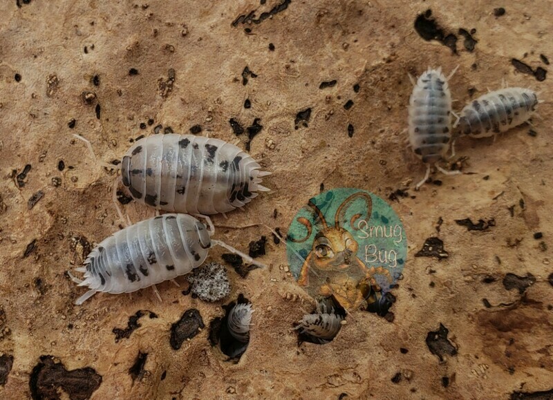Common Porcellio