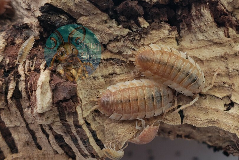 Porcellio scaber &quot;Orange embers&quot;