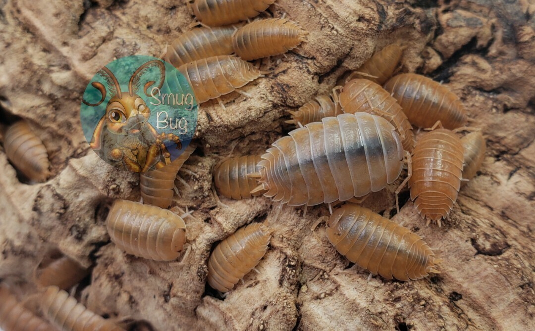 Porcellio laevis "orange"