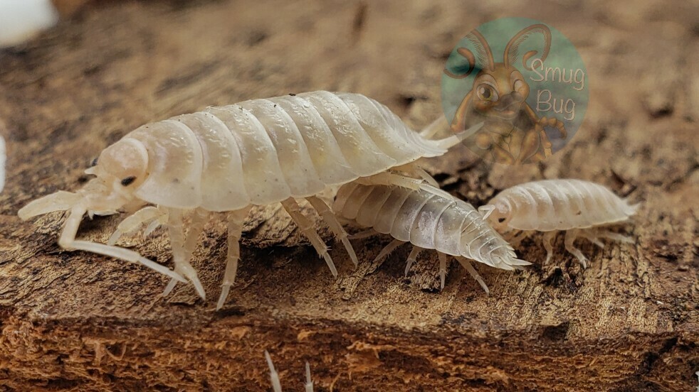 Porcellio laevis &quot;white&quot;