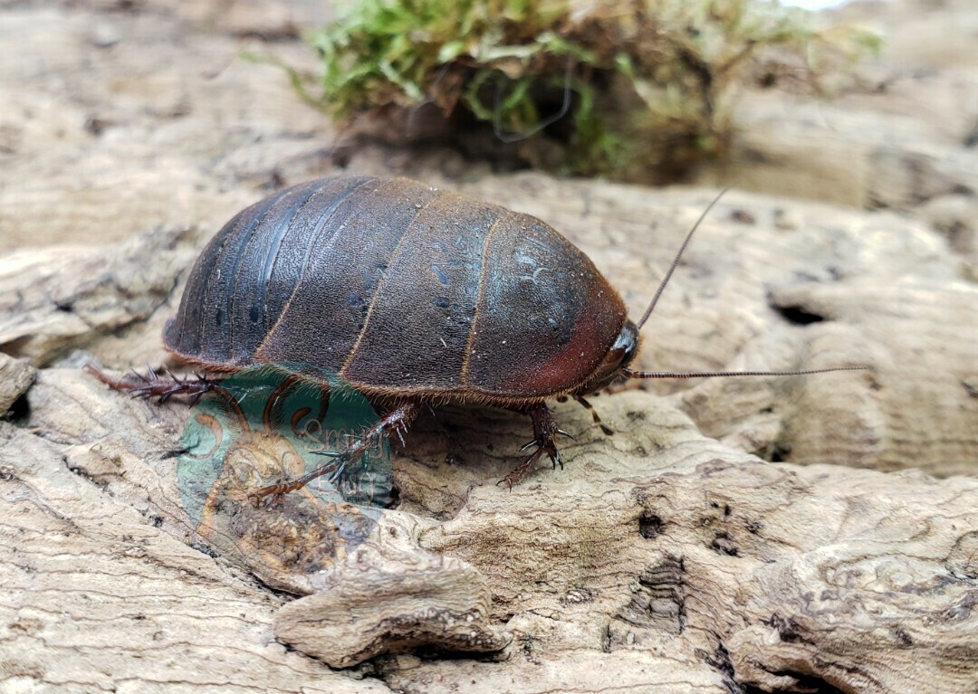 Eupolyphaga sinensis &quot;Chinese medicinal roach&quot;