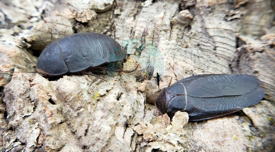Polyphaga aegyptiaca &quot;Egyptian sand roach&quot;