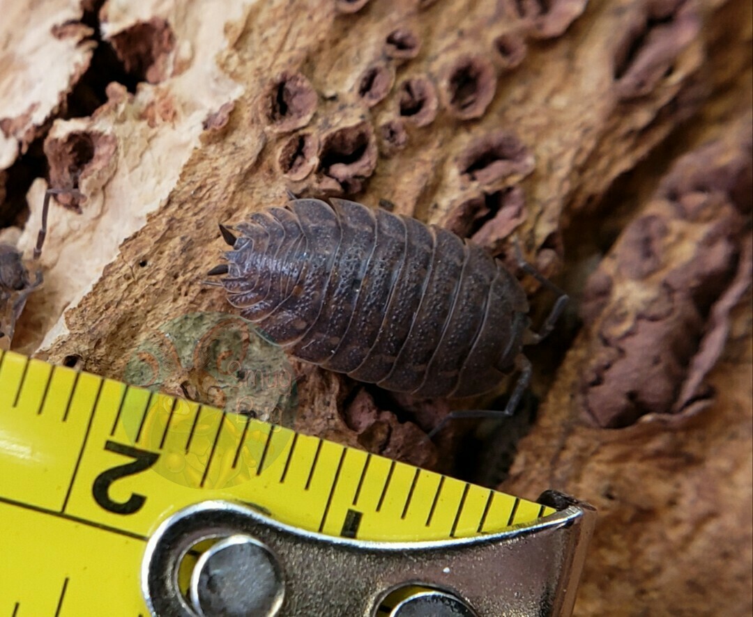 Trachelipus sp. &quot;Balkan giant&quot;