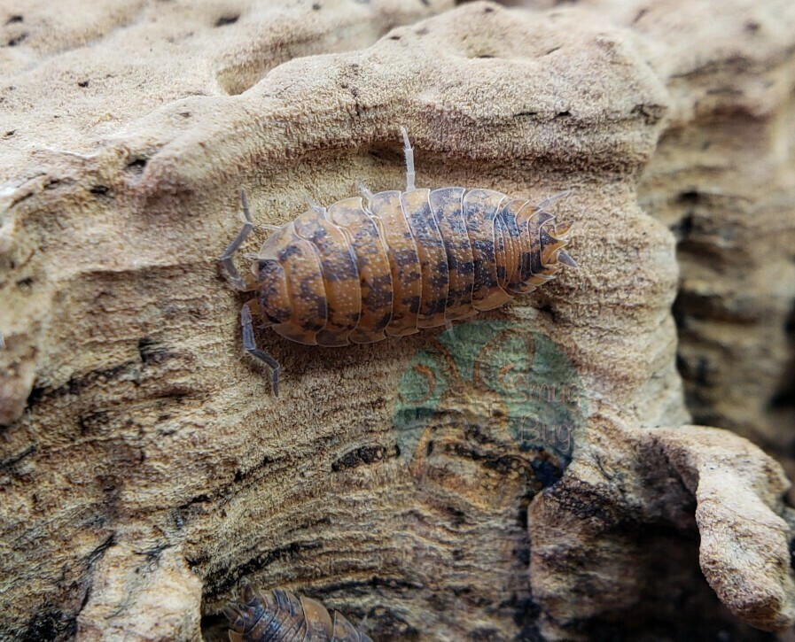 Porcellio scaber &quot;Red calico&quot; (sex-linked)
