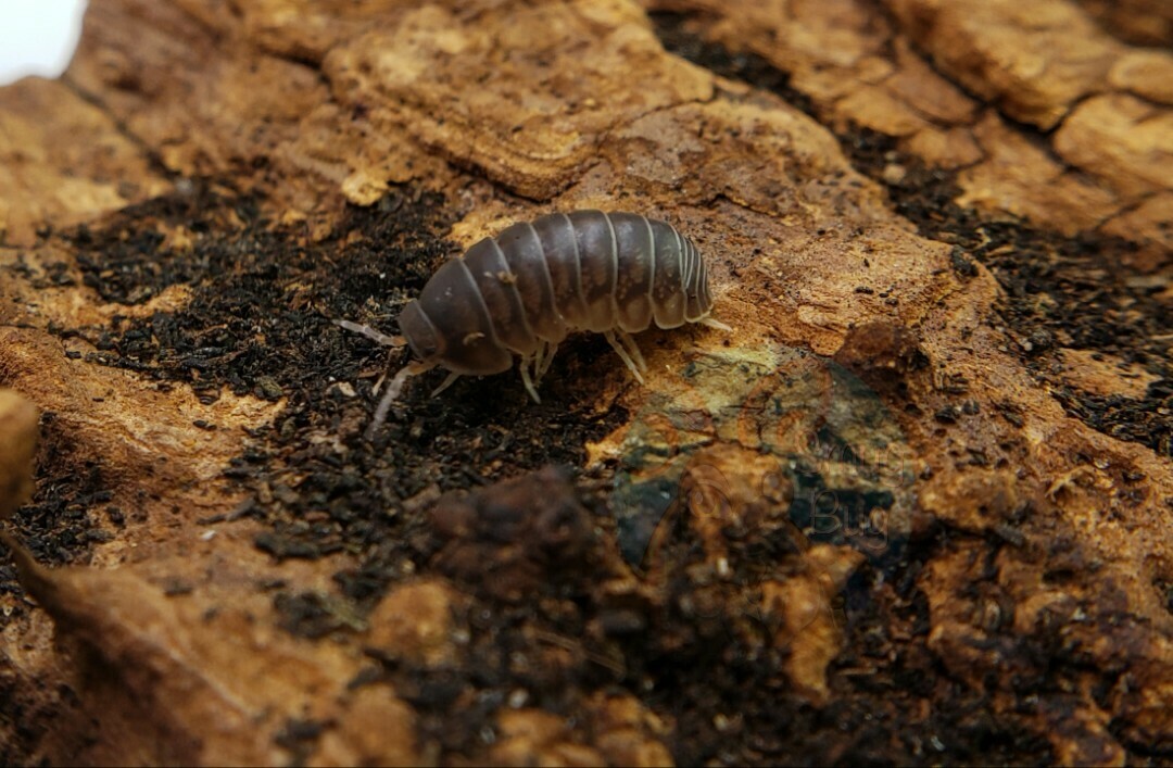 Isopoda cf. Mesarmadillo sp. &quot;Nigeria&quot;