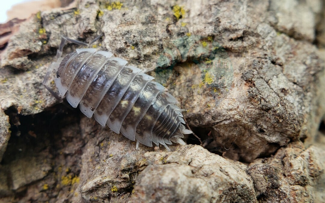 Porcellio ornatus "White Skirt, Almeria Mountains"