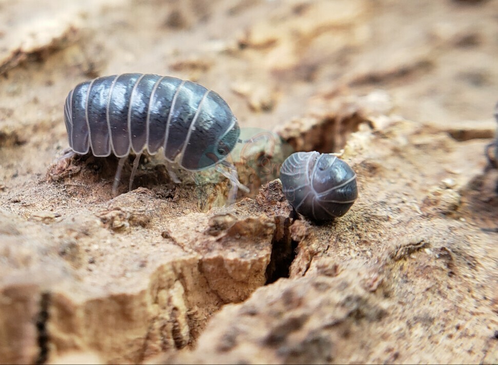 Armadillo officinalis "Spain"
