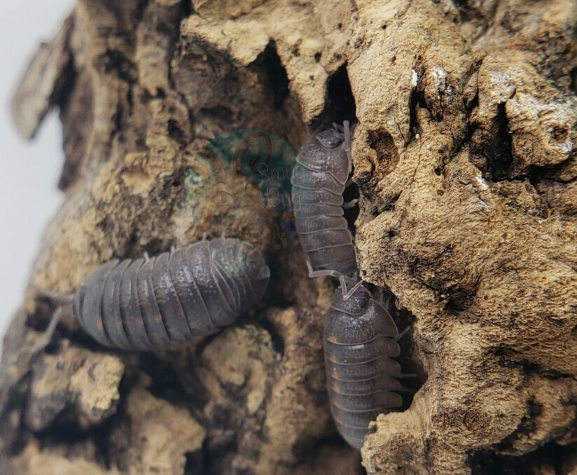 Armadillidium insulatum