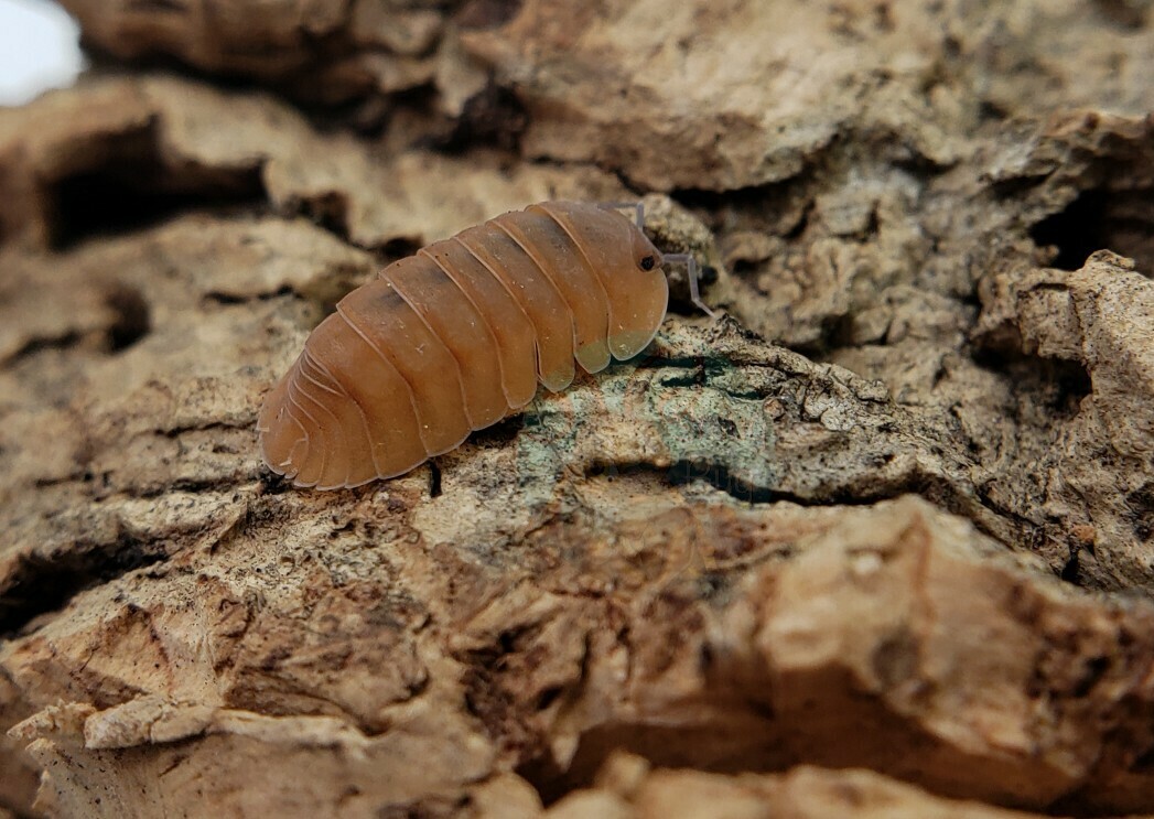 Cubaris sp. &quot;Orange Tiger, Surat Thani&quot;