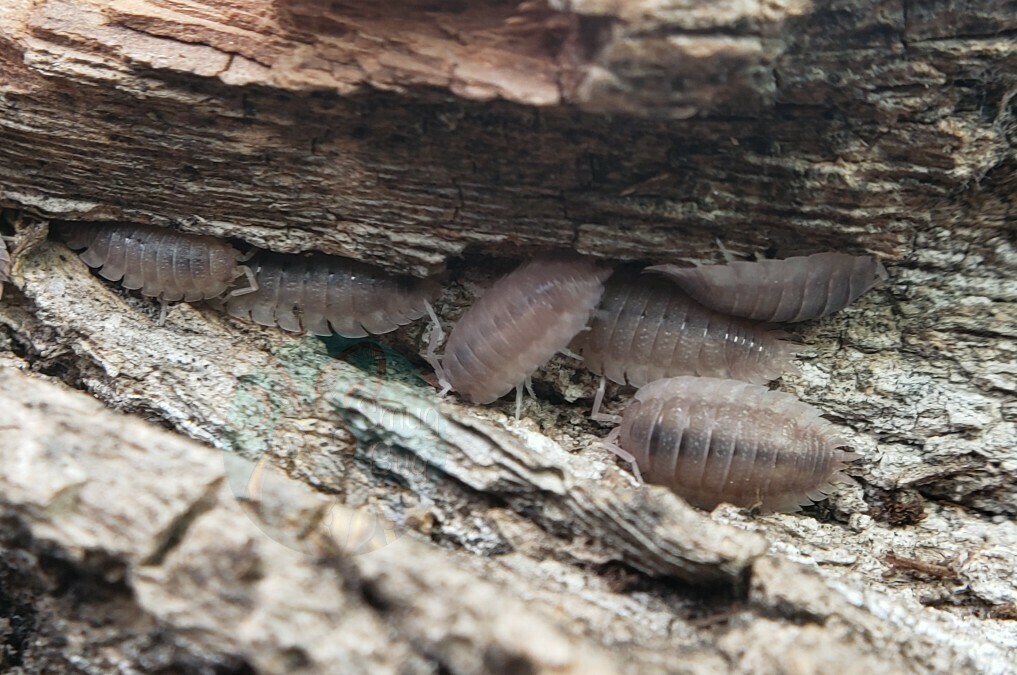 Porcellio scaber &quot;Ghost&quot;