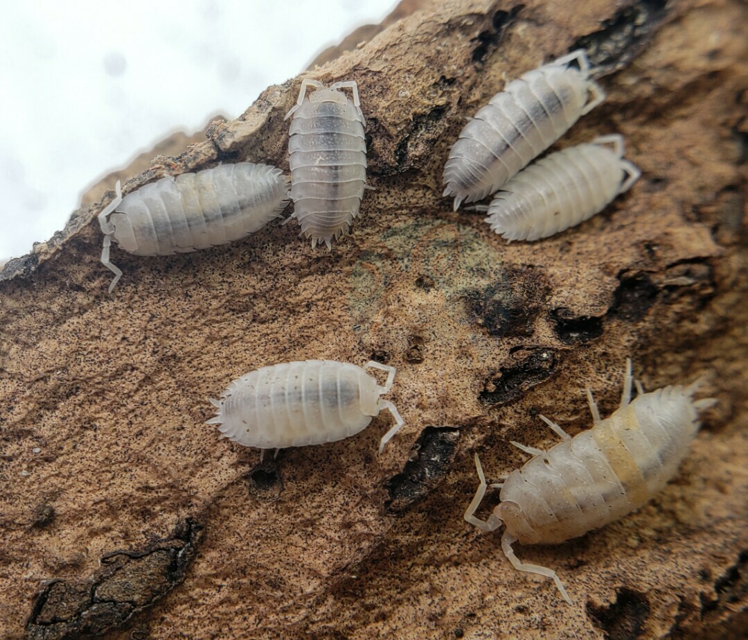 Porcellio scaber &quot;Snow koi&quot;