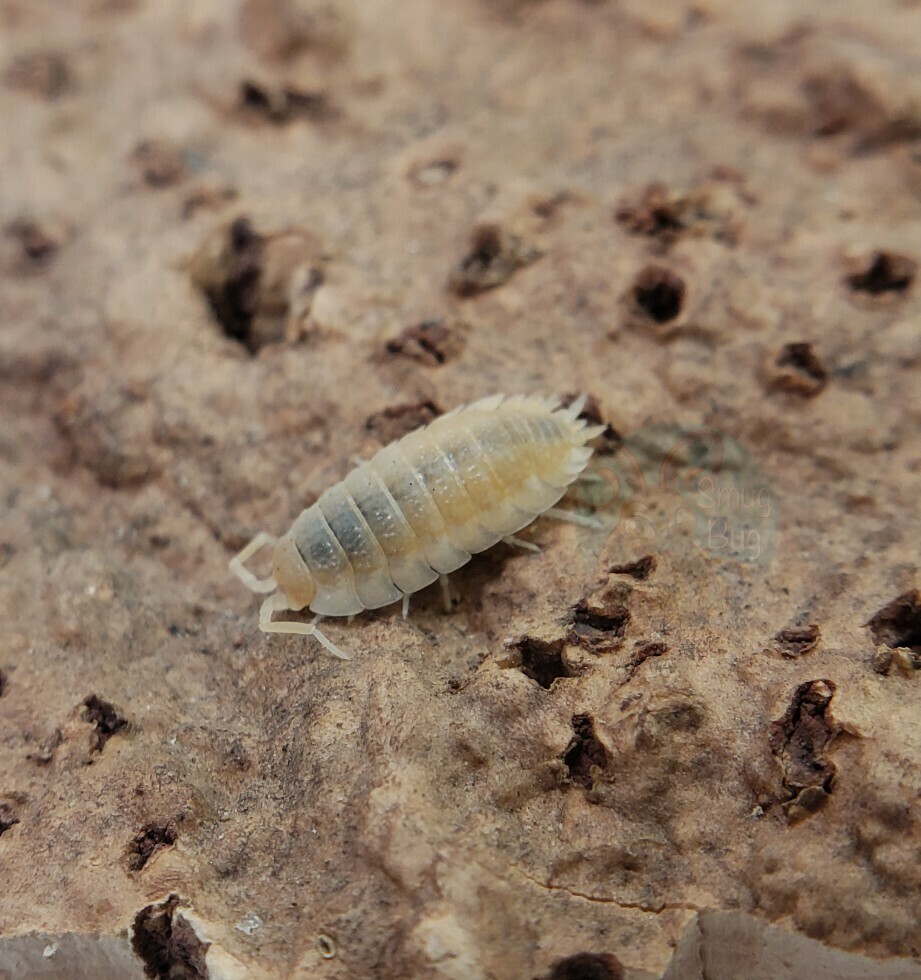 Porcellio scaber &quot;Yellow snow&quot;
