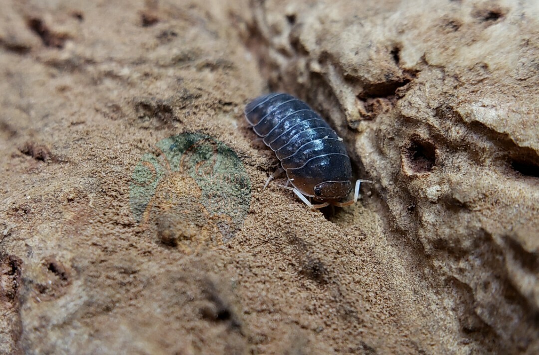 Sinodillo sp. &quot;Vietnam&quot;