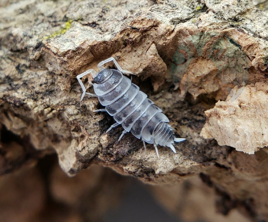 Porcellionides pruinosus "Oreo crumbles"