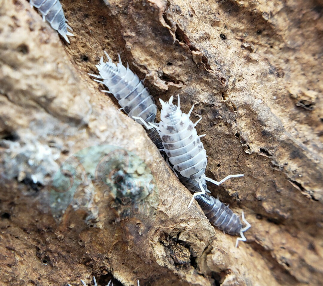 Porcellionides pruinosus &quot;Oreo crumbles&quot;