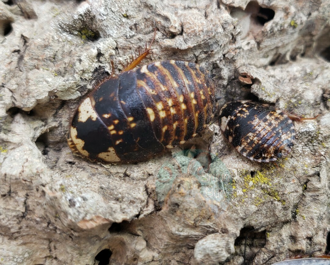 Gyna caffrofum &quot;chrome roach&quot;