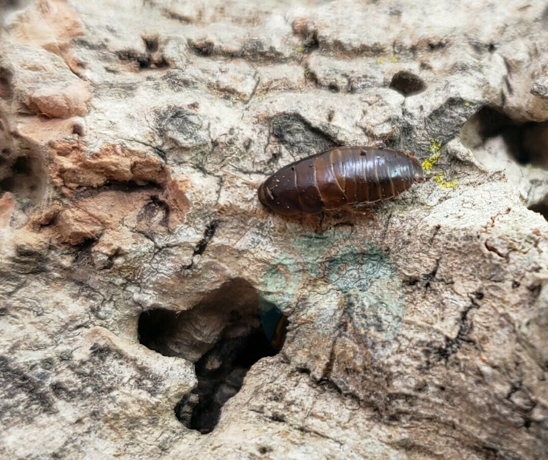 Blaberidae sp. &quot;Kenya&quot;