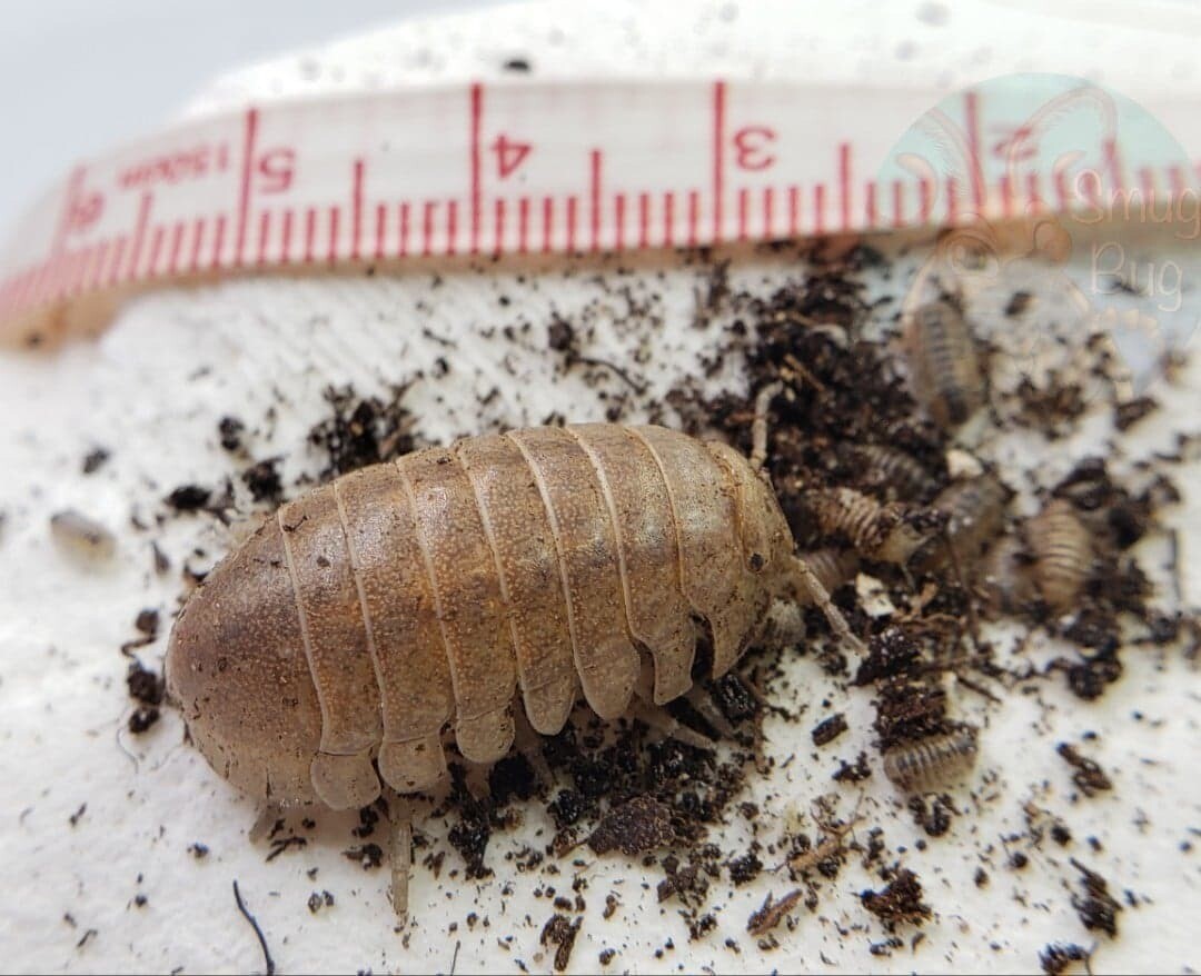 Helleria brevicornis