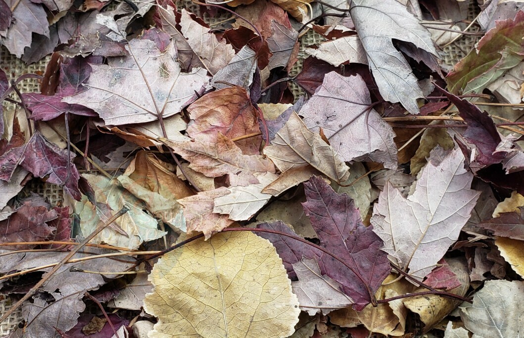 Maple &amp; Linden leaf litter mix