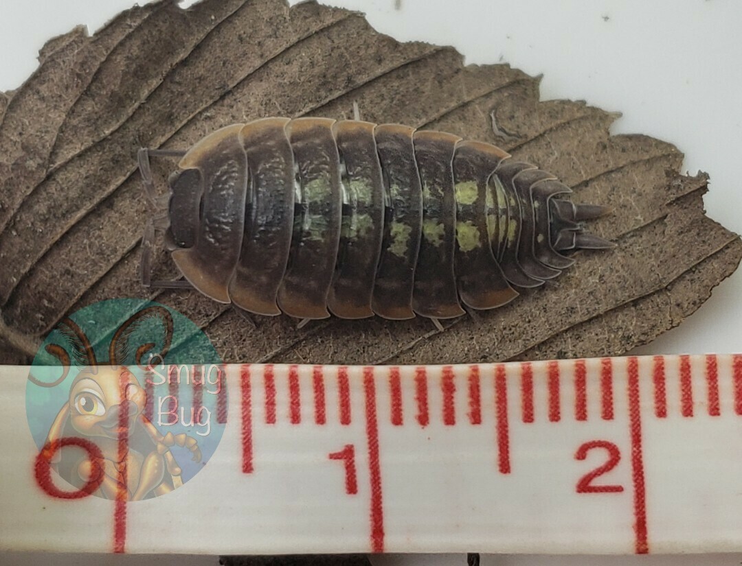 Porcellio dubosquoi "Dubosquoi's cave woodlouse"