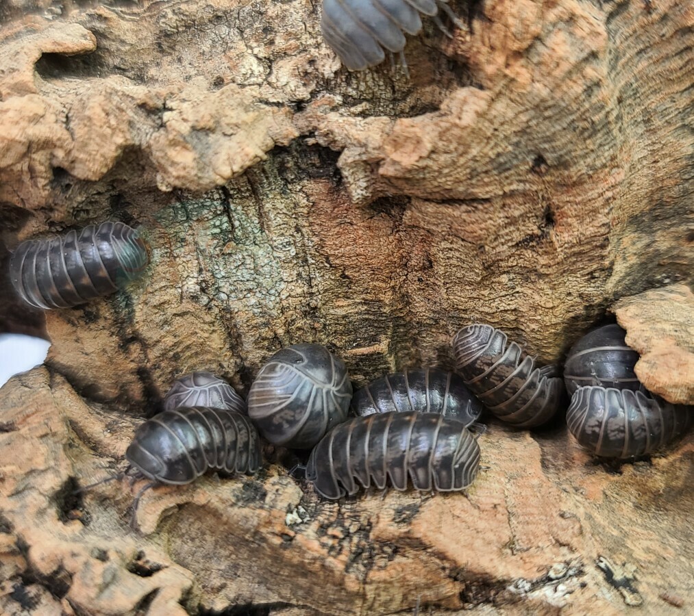 Armadillo officinalis &quot;The hissing isopod, Israel locale&quot;