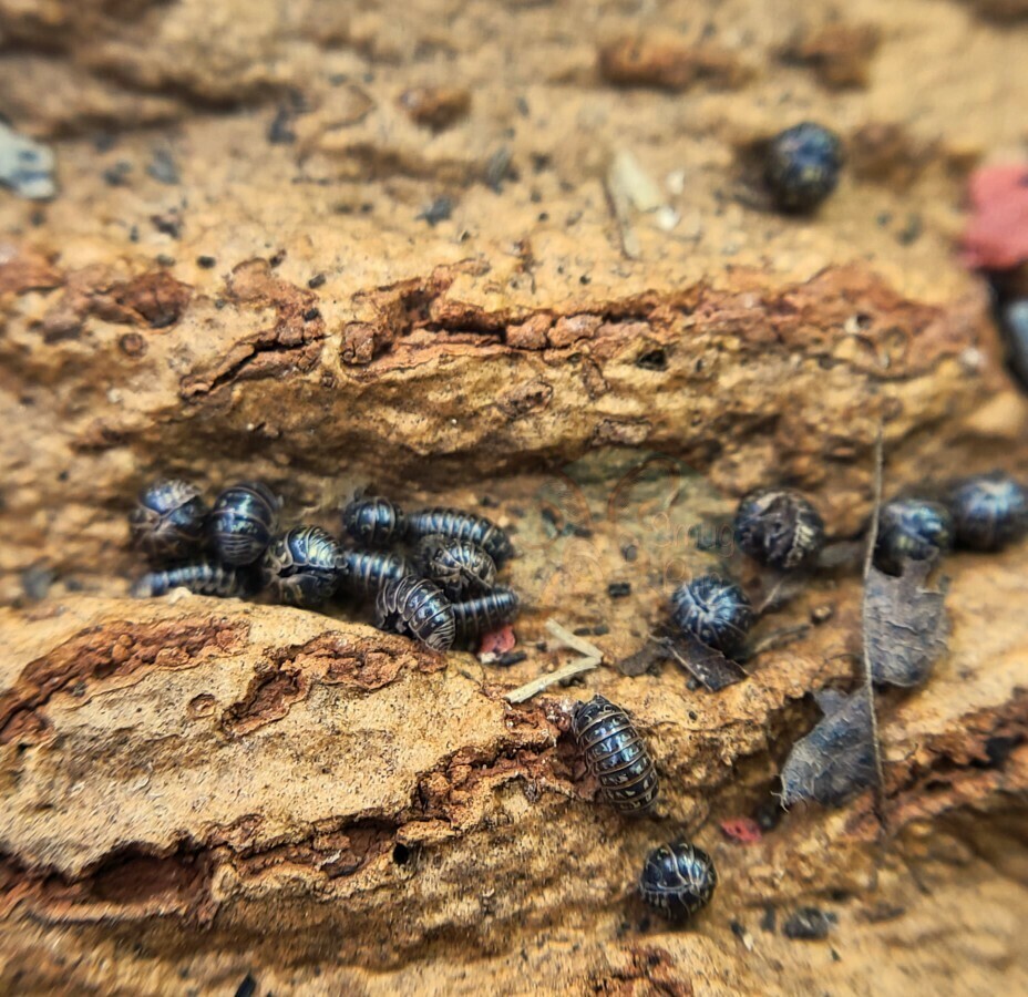 Armadillidium pulchellum