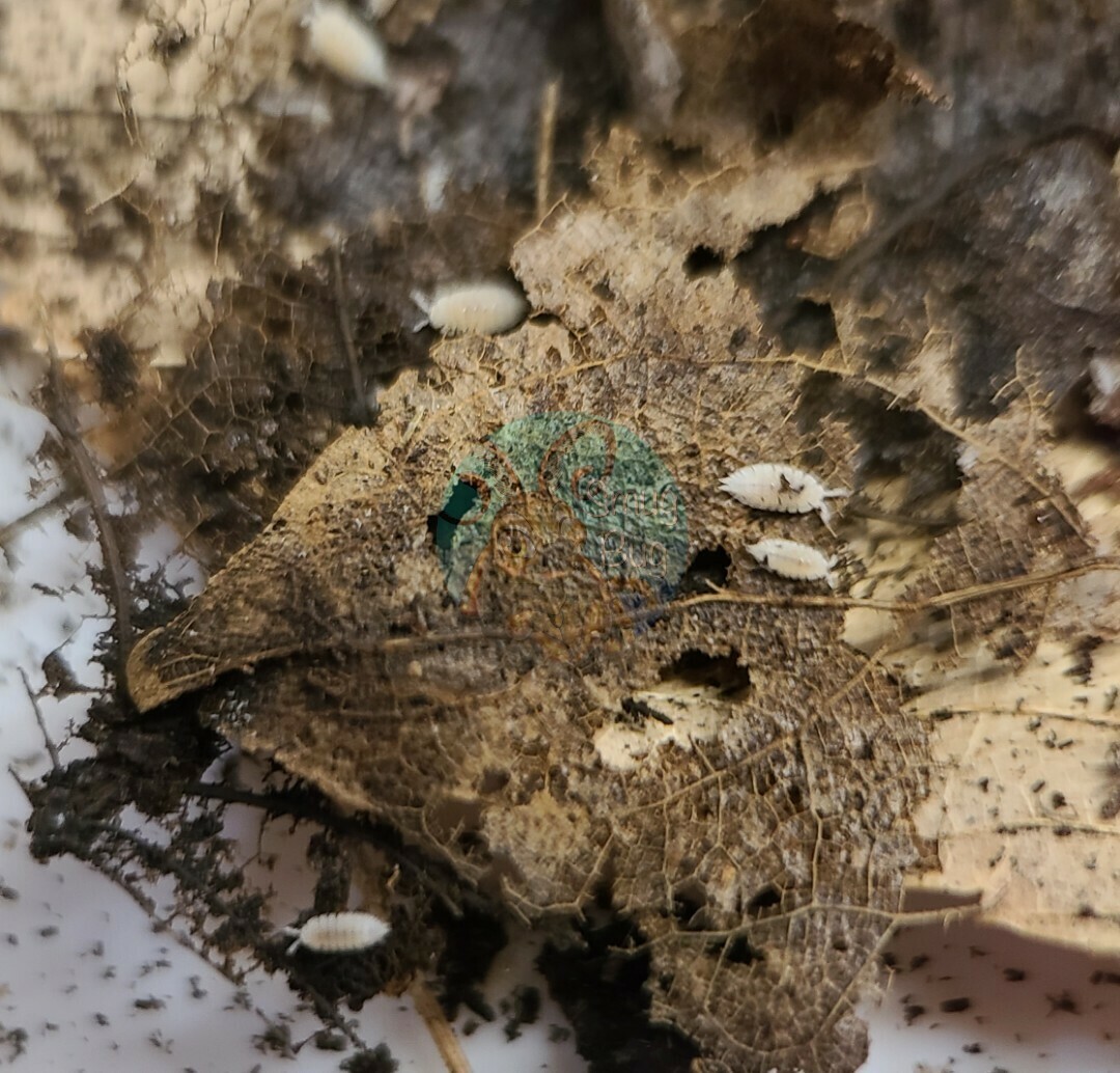 Platyarthrus aiasensis &quot;Ant woodlouse&quot;