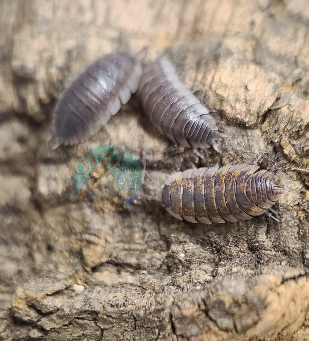 Porcellio incanus &amp;quot;Provence&amp;quot;