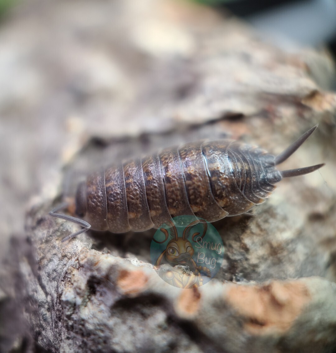 Porcellio sp. &quot;Tunisia&quot;