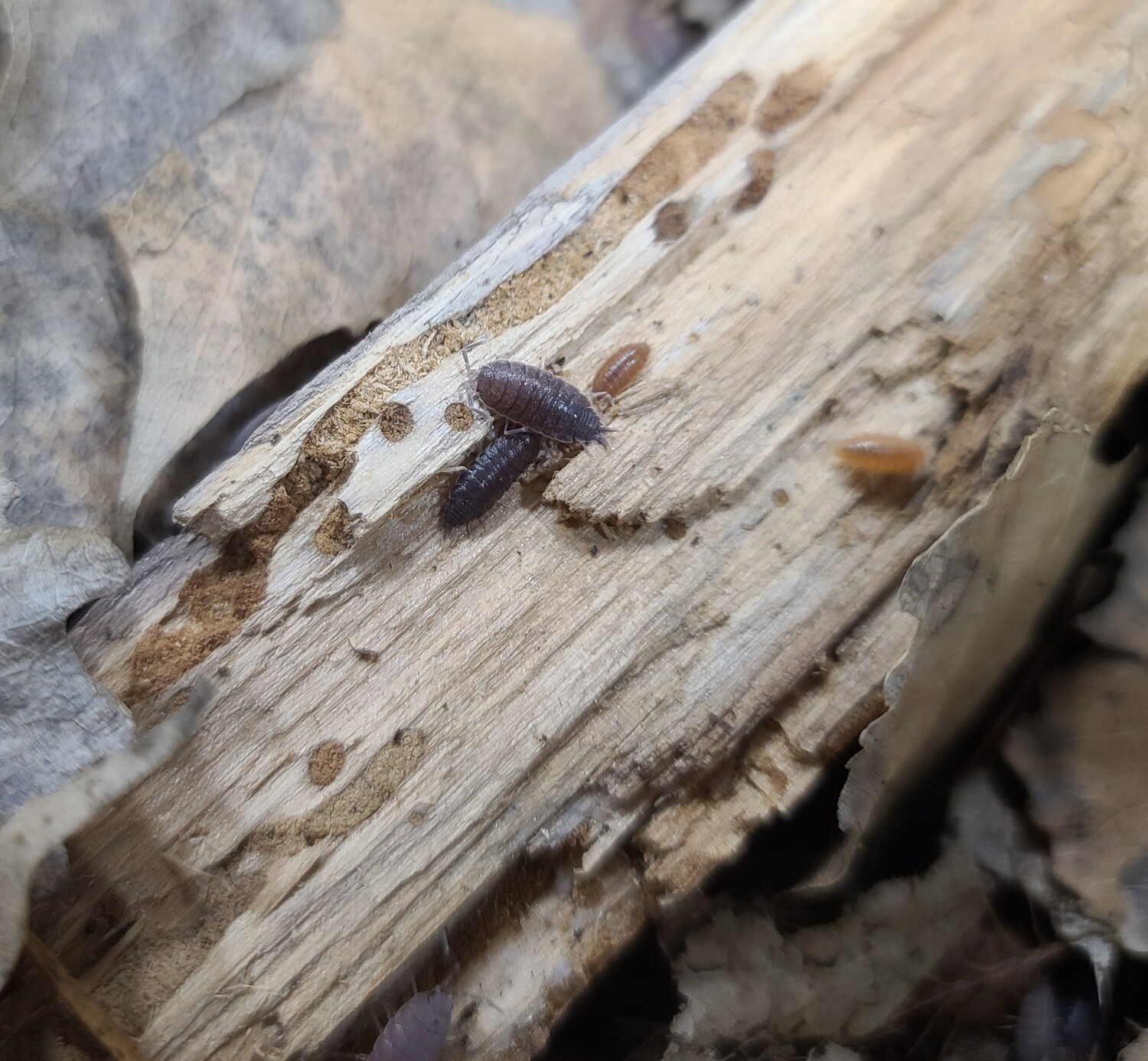 Rotten wood