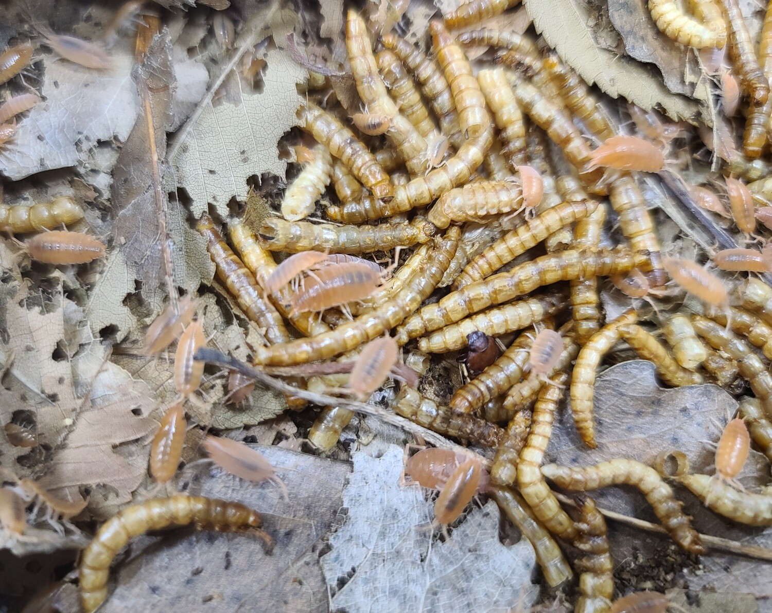 dried-mealworms