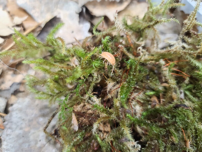 Terrarium moss