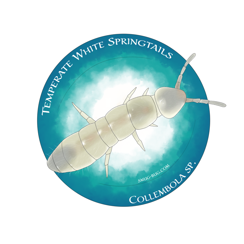 Springtails