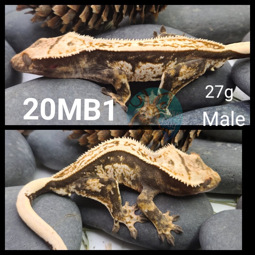 20MB1 dark based juvenile male crested gecko