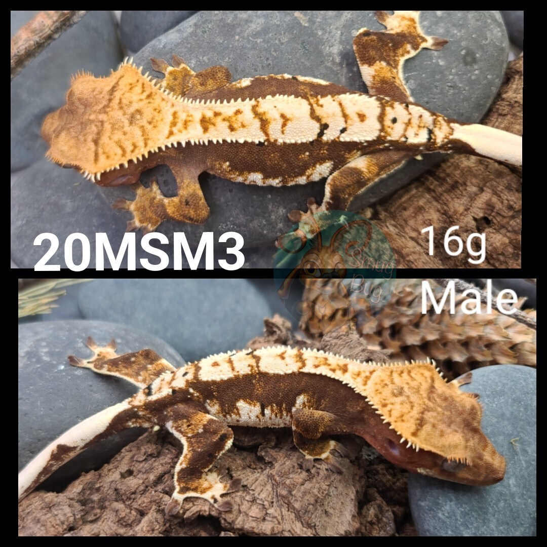 20MSM3 Juvenile male - harlequin crested gecko