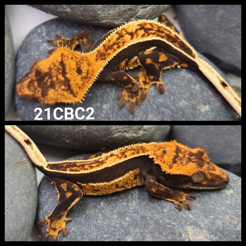21CBC2 probable female dark based pinstripe crested gecko