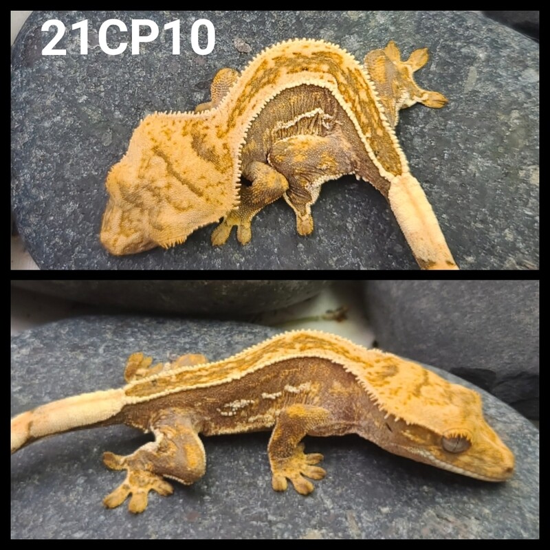 21CP10 yellow based pinstripe crested gecko