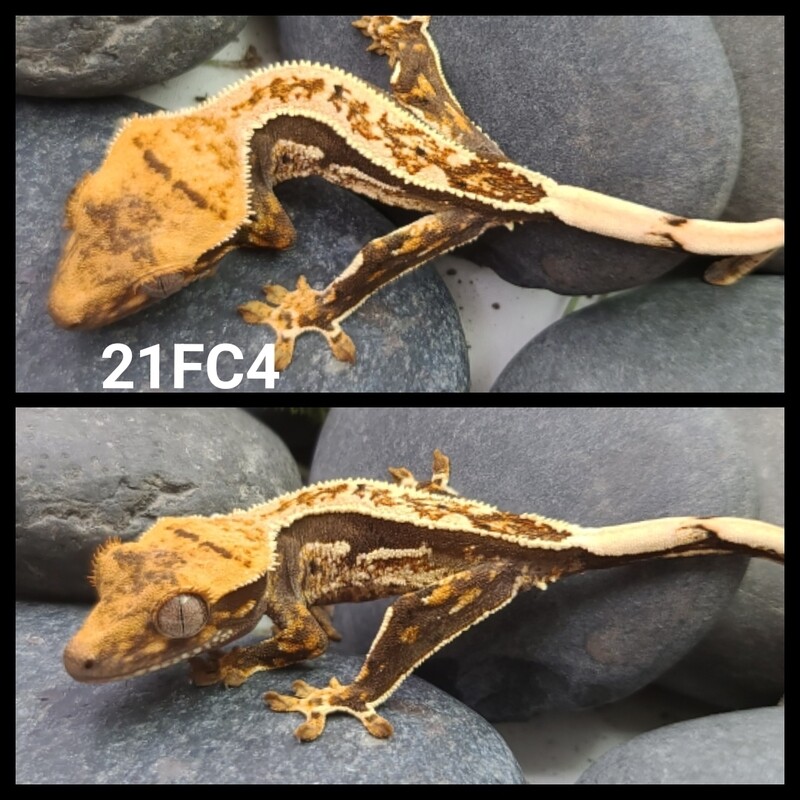 21FC4 Dark based partial pin harlequin crested gecko