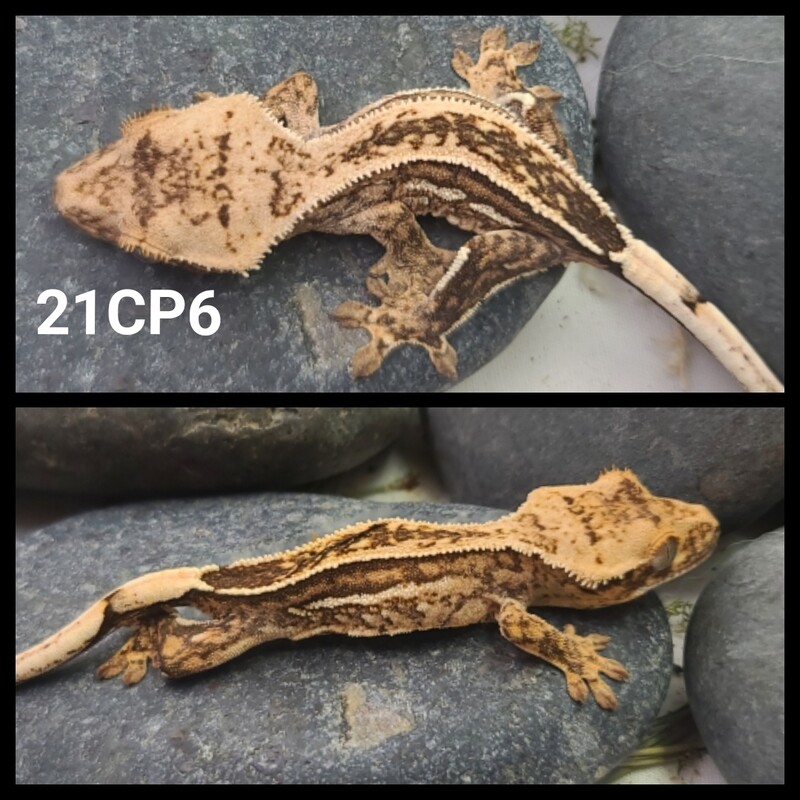 21CP6 dark based *almost* quad striped crested gecko
