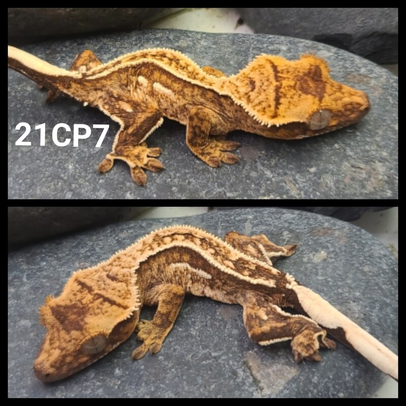 21CP7 yellow based partial pinstripe crested gecko