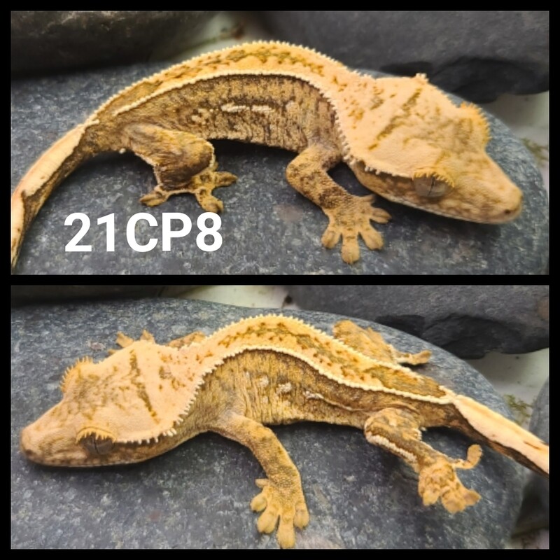 21CP8 Yellow based partial pin crested gecko