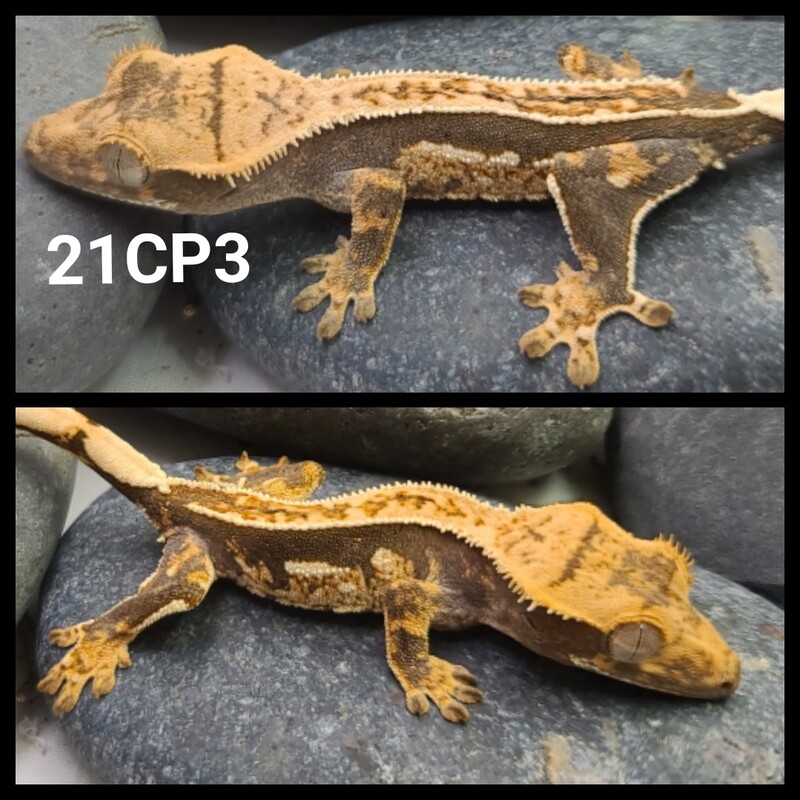 21CP3 dark based pinstripe harlequin crested gecko