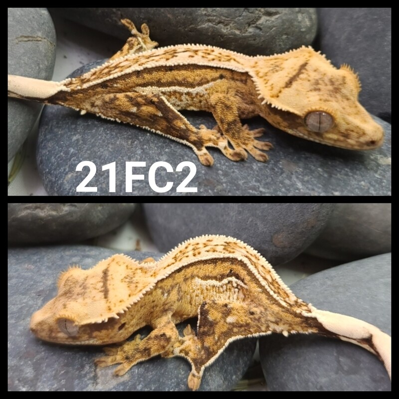 21FC2 Yellow based quadstripe crested gecko