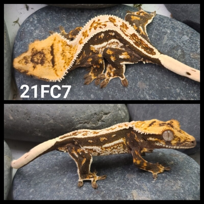 21FC7 Dark based pinstripe crested gecko