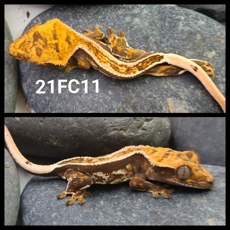 21FC11 dark based full pin crested gecko