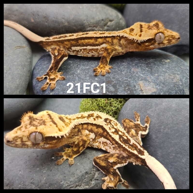21FC1 Yellow based full pin crested gecko