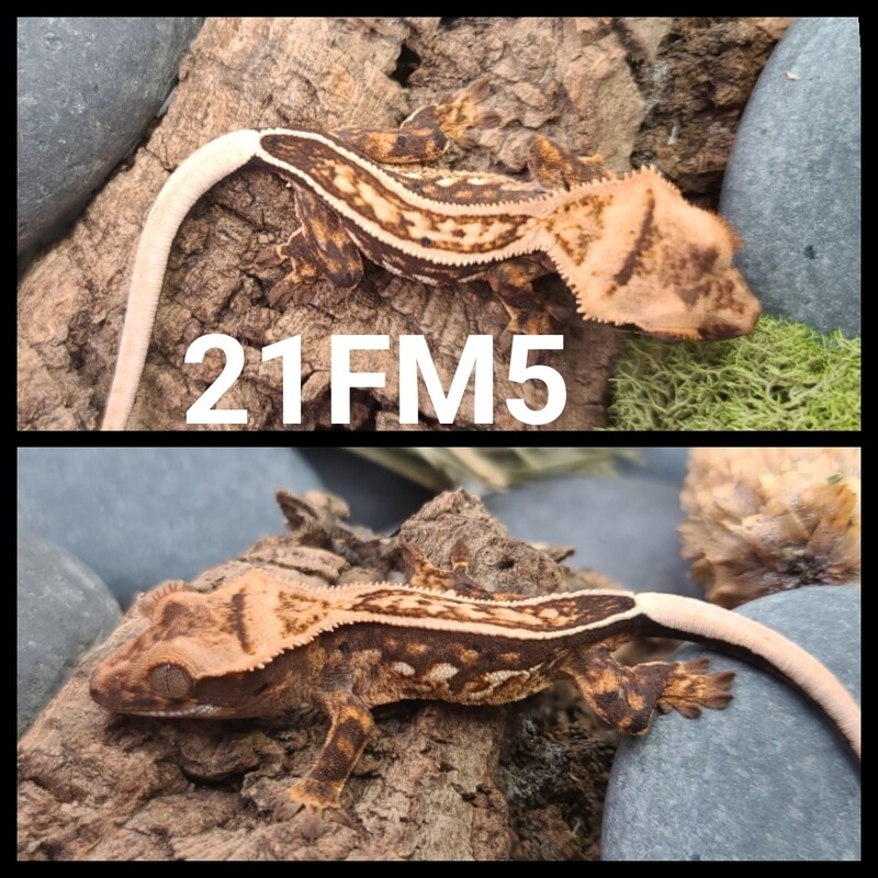 21FM5 Dark based pinstripe harlequin crested gecko