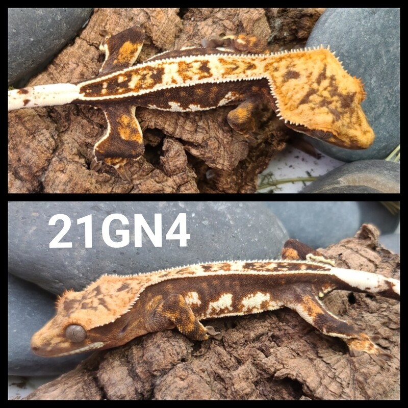 21GN4 Dark based harlequin crested gecko
